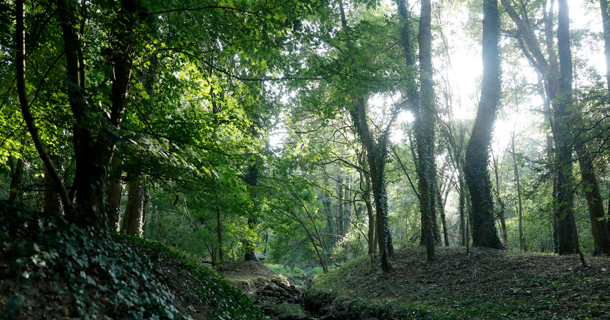 Fôret de Guyancourt/Versailles